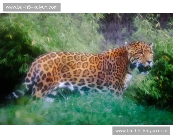 丛林死斗：美洲豹与老虎，谁才是真正的猫科至尊？